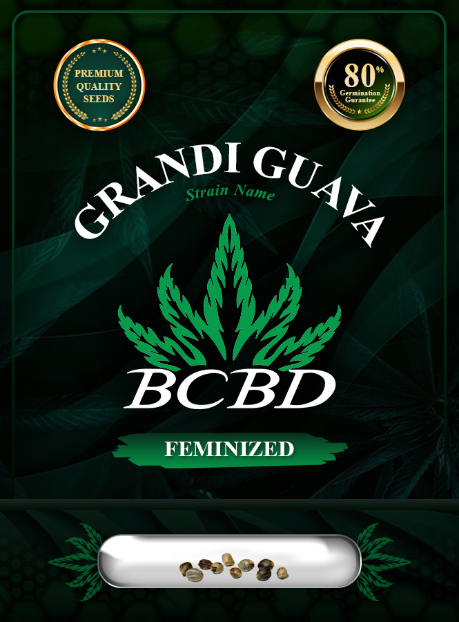 Grandi Guava Strain Feminized Marijuana Seeds