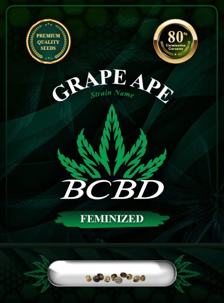 Grape Ape Strain Feminized