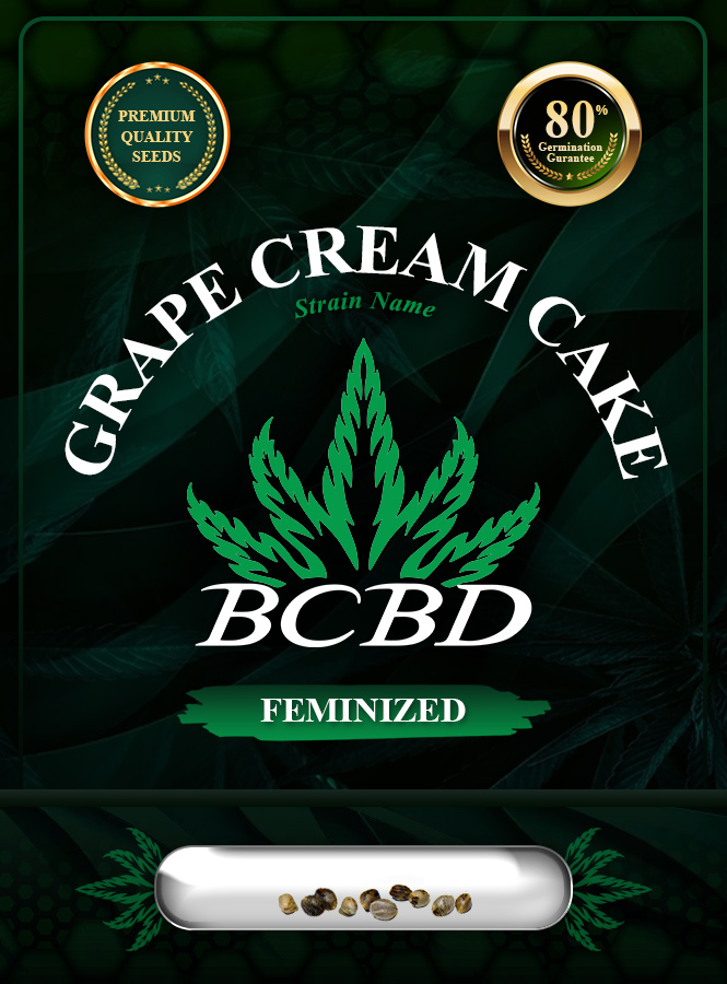 Grape Cream Cake Strain Feminized Marijuana Seeds