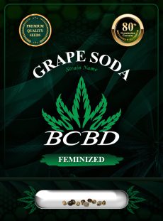 Grape Soda Strain Feminized