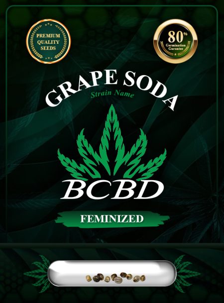 Grape Soda Strain Feminized