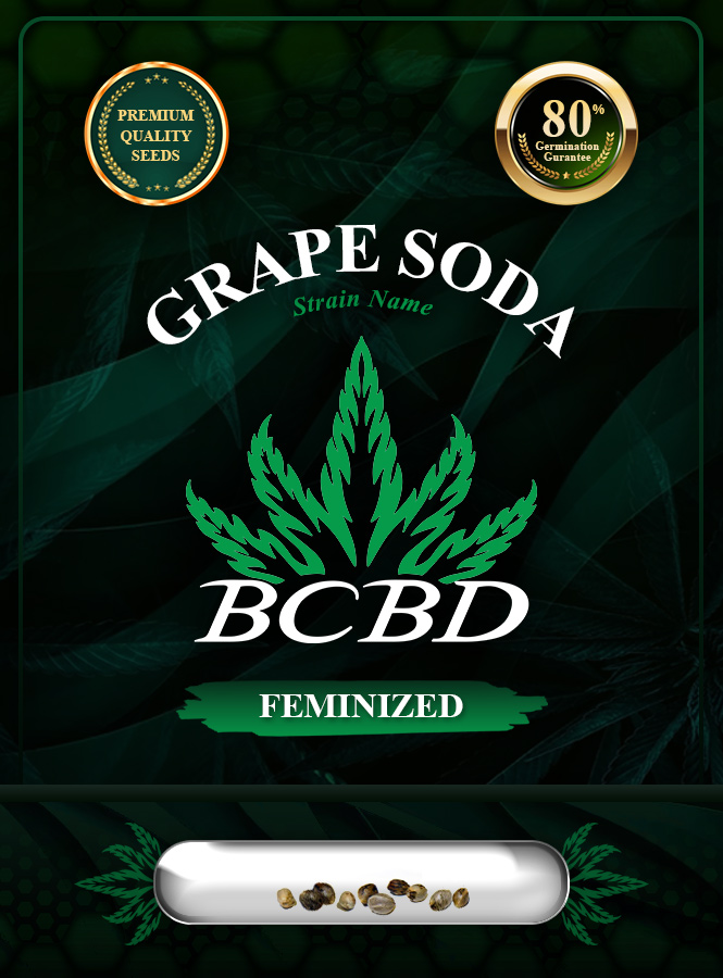 Grape Soda Strain Feminized Marijuana Seeds