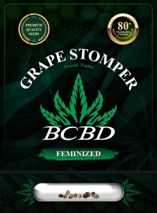Grape Stomper Strain Feminized
