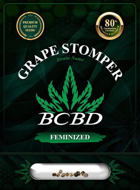 Grape Stomper Strain Feminized