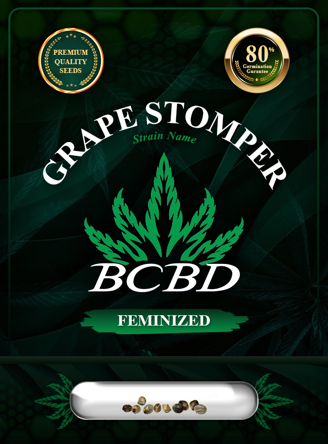Grape Stomper Strain Feminized Marijuana Seeds