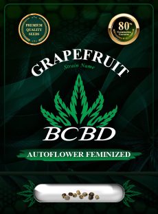 Grapefruit Strain Autoflowering