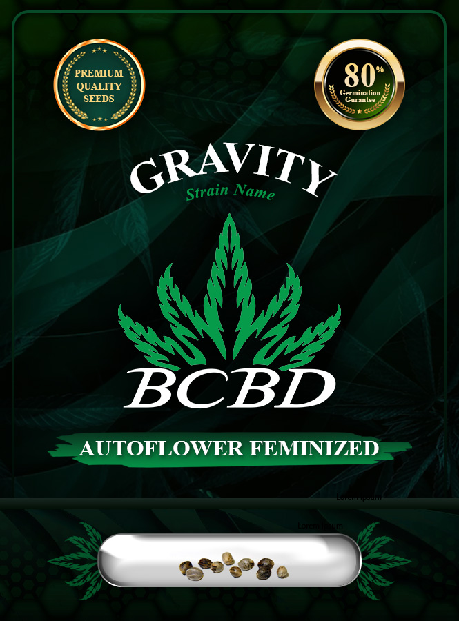 Gravity Strain Autoflowering Marijuana Seeds