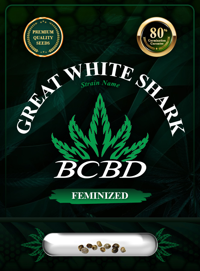 Great White Shark Strain Feminized Marijuana Seeds
