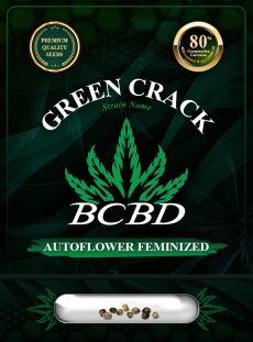 Green Crack Strain Autoflowering