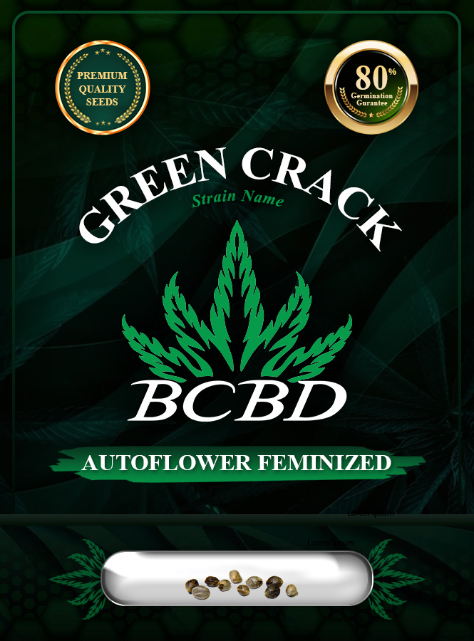 Green Crack Strain Autoflowering Marijuana Seeds
