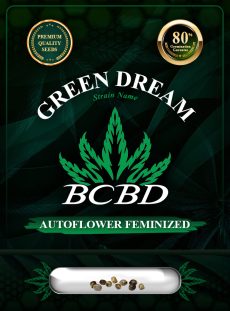 Green Dream Strain Autoflowering
