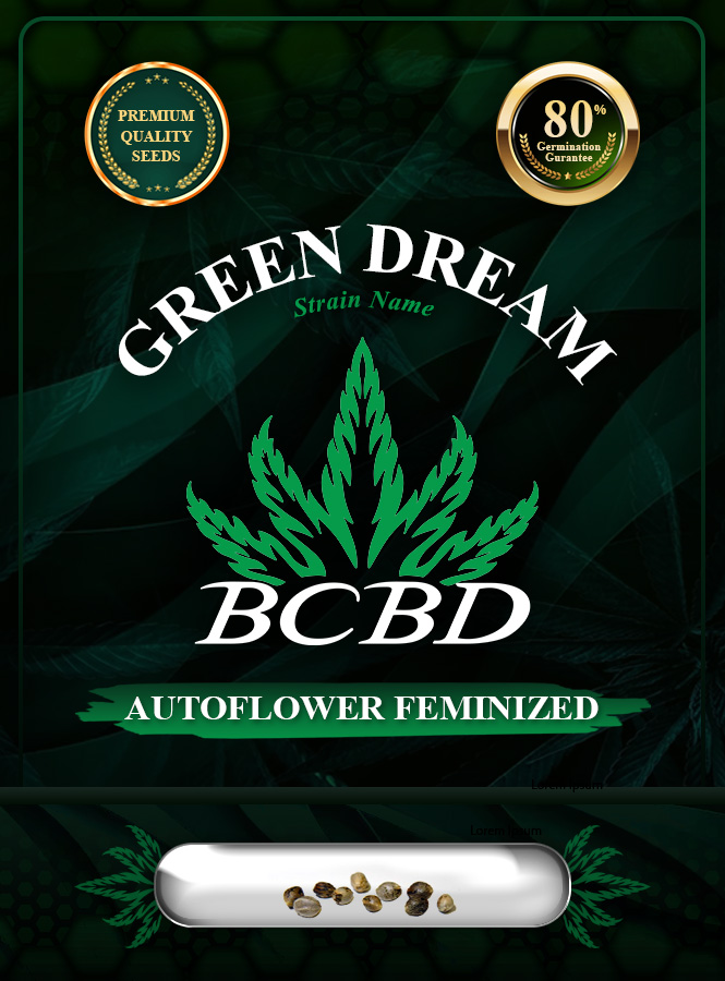 Green Dream Strain Autoflowering Marijuana Seeds