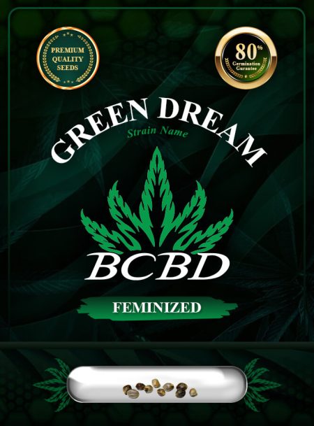 Green Dream Strain Feminized