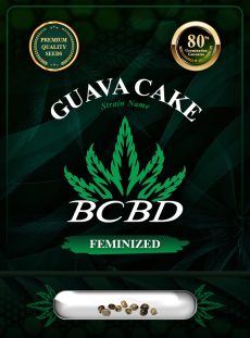 Guava Cake Strain Feminized