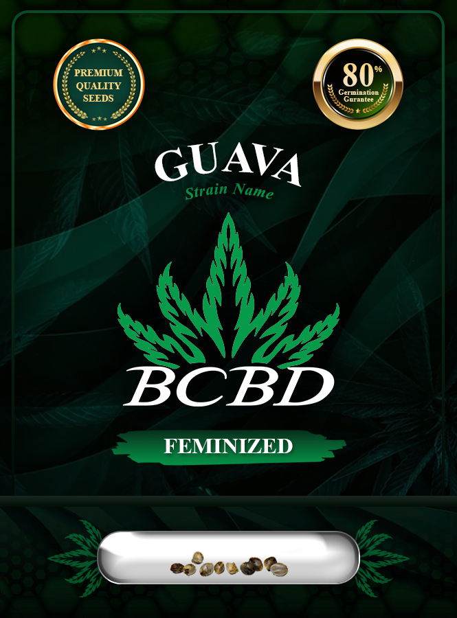 Guava Strain Feminized Marijuana Seeds
