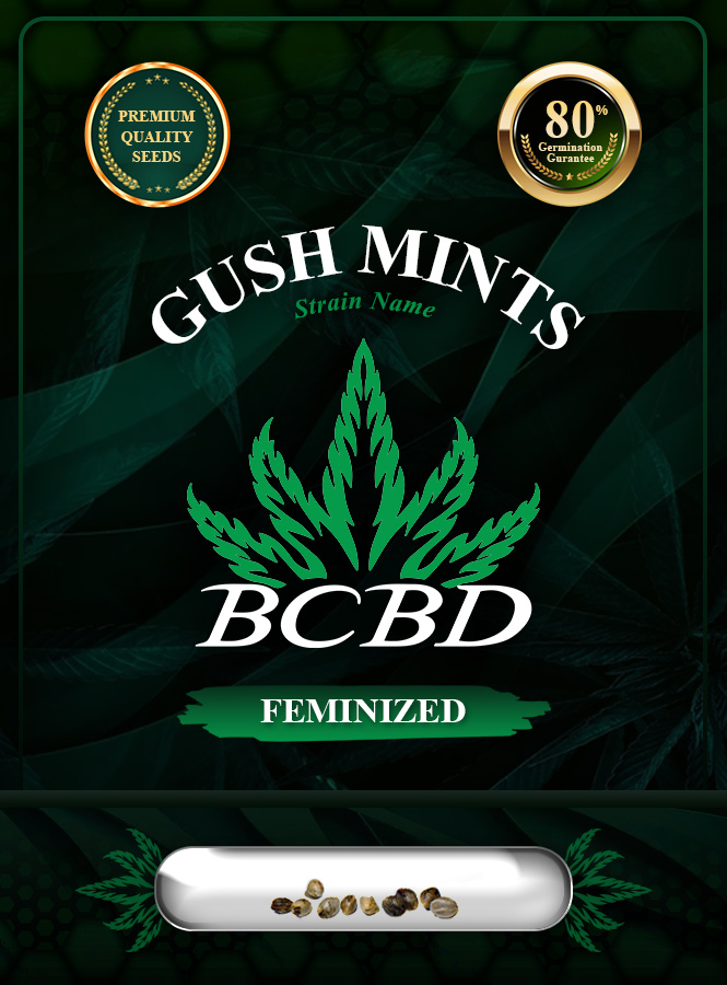 Gush Mints Strain Feminized Marijuana Seeds