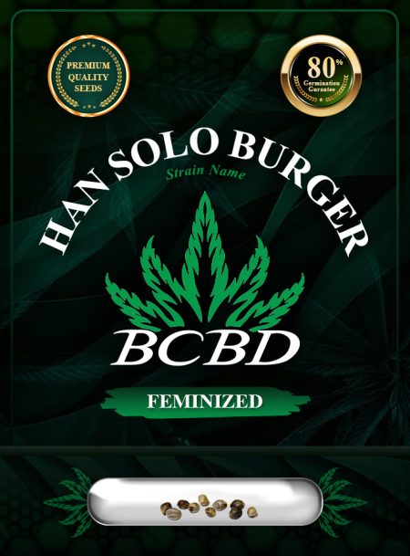 Han Solo Burger Strain Feminized