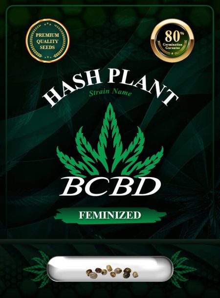Hash Plant Strain Feminized