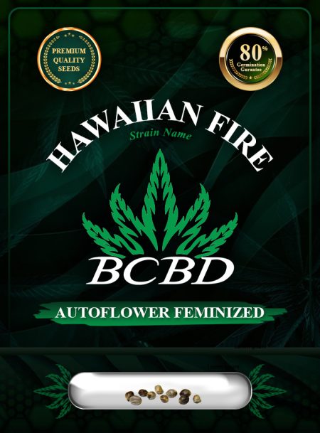 Hawaiian Fire Strain Autoflowering