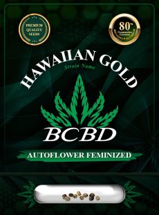 Hawaiian Gold Strain Autoflowering