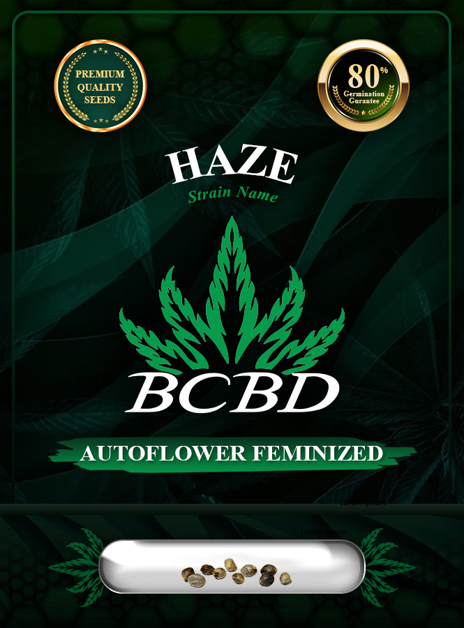 Haze Autoflowering Marijuana Seeds