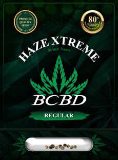 Haze Xtreme Regular