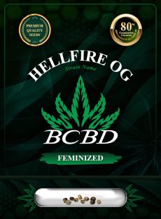 Hellfire OG Strain Feminized