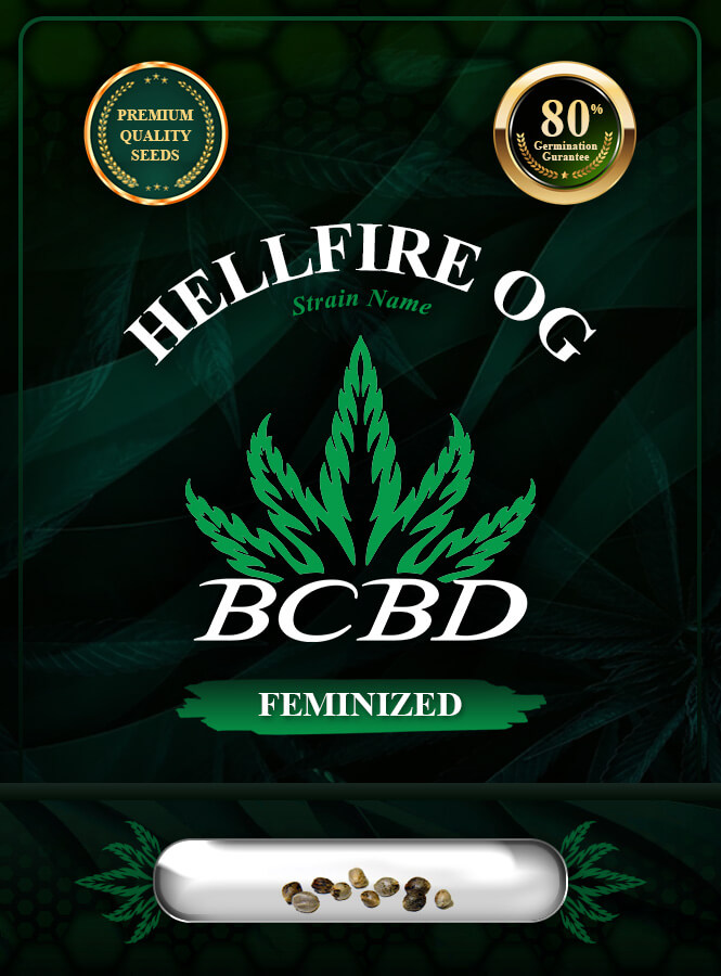 Hellfire OG Strain Feminized Marijuana Seeds