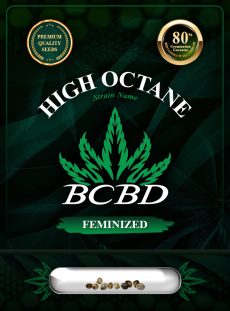 High Octane Strain Feminized