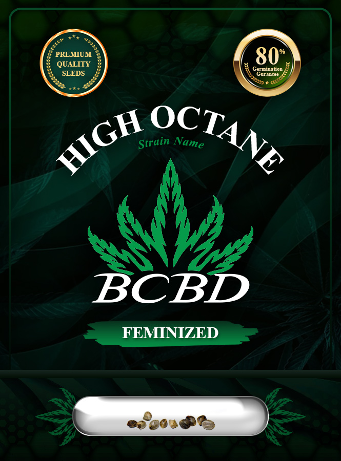 High Octane Strain Feminized Marijuana Seeds
