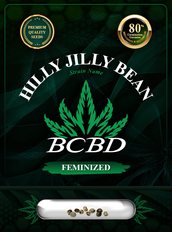 Hilly Jilly Bean Strain Feminized Marijuana Seeds