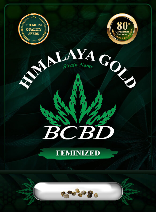 Himalaya Gold Strain Feminized Marijuana Seeds