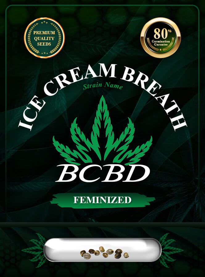 Ice Cream Breath Strain Feminized Marijuana Seeds