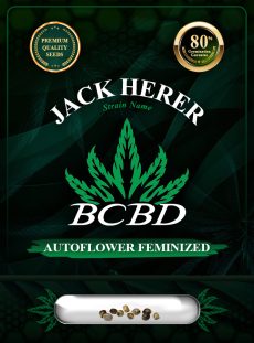 Jack Herer Strain Autoflowering