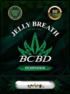 Jelly Breath Strain Feminized