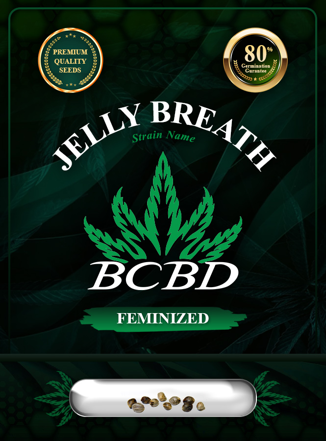 Jelly Breath Strain Feminized Marijuana Seeds
