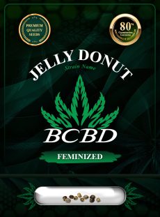 Jelly Donut Strain Feminized
