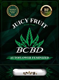 Juicy Fruit Strain Autoflowering