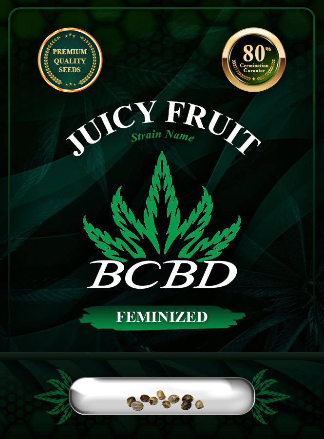 Juicy Fruit Strain Feminized Marijuana Seeds