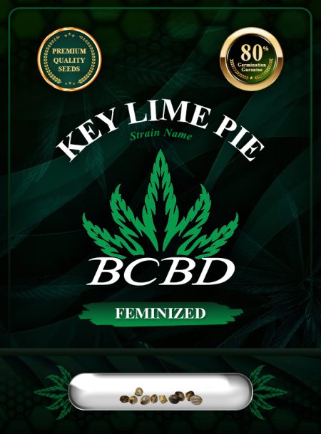 Key Lime Pie Strain Feminized
