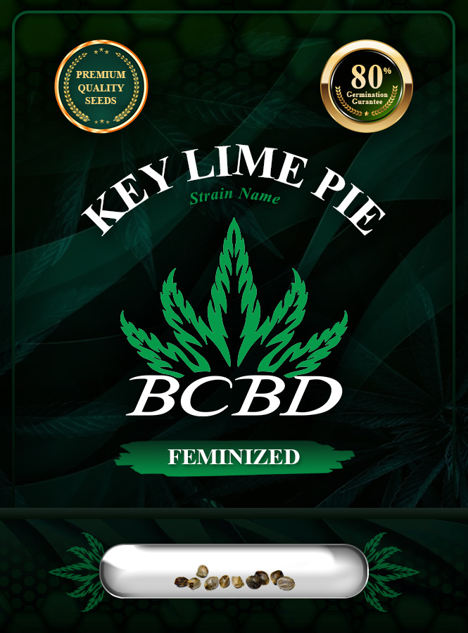 Key Lime Pie Strain Feminized Marijuana Seeds