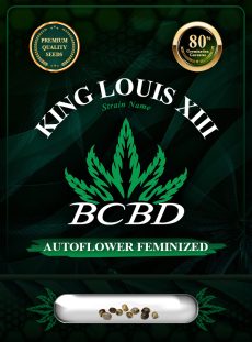King Louis XIII Strain Autoflowering