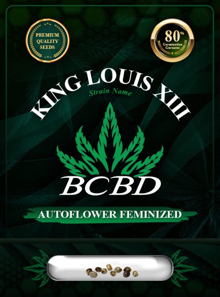 King Louis XIII Strain Autoflowering