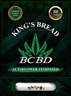 King’s Bread Strain Autoflowering