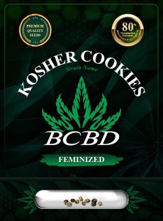 Kosher Cookies Strain Feminized