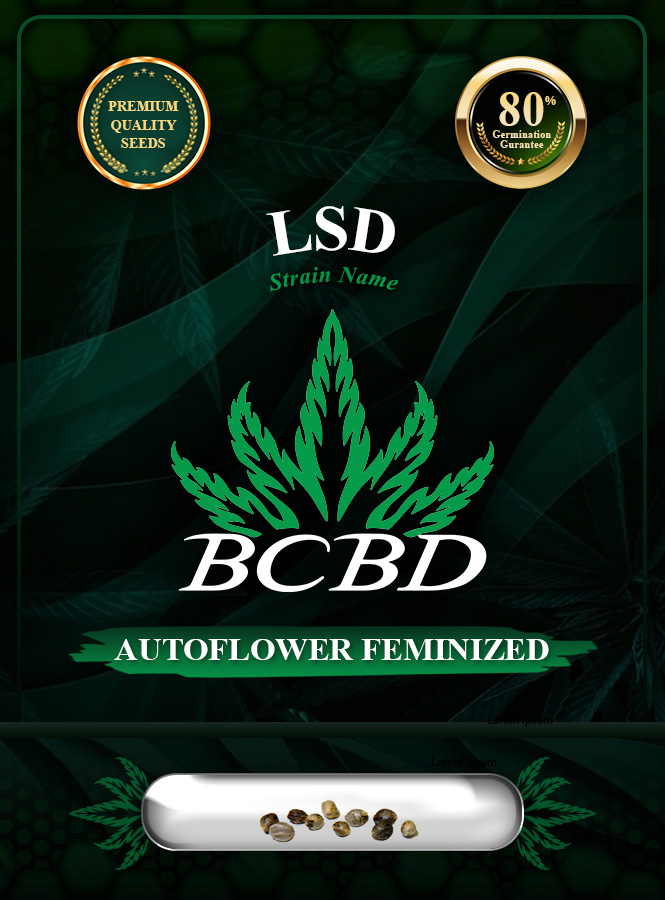 LSD Strain Autoflowering Marijuana Seeds
