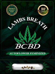 Lambs Breath Strain Autoflowering