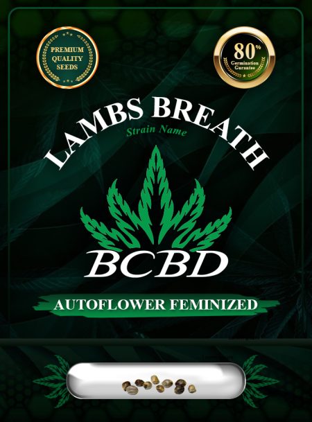 Lambs Breath Strain Autoflowering