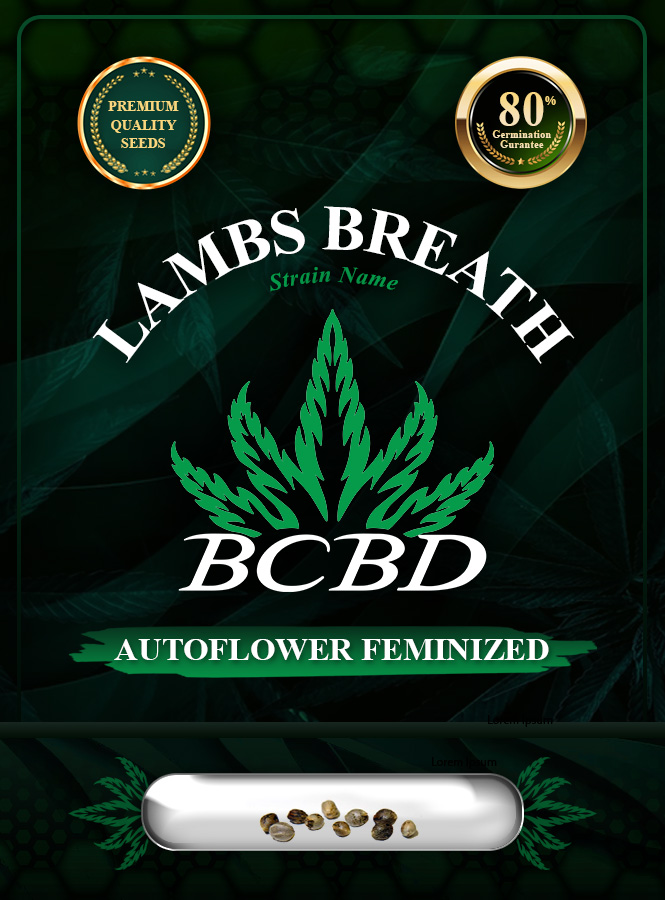 Lambs Breath Strain Autoflowering Marijuana Seeds