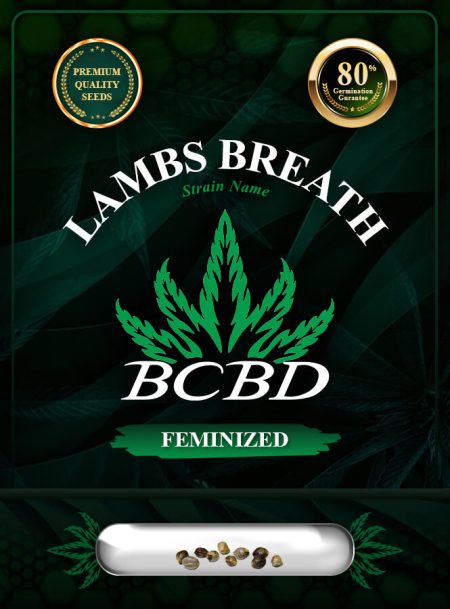 Lambs Breath Strain Feminized